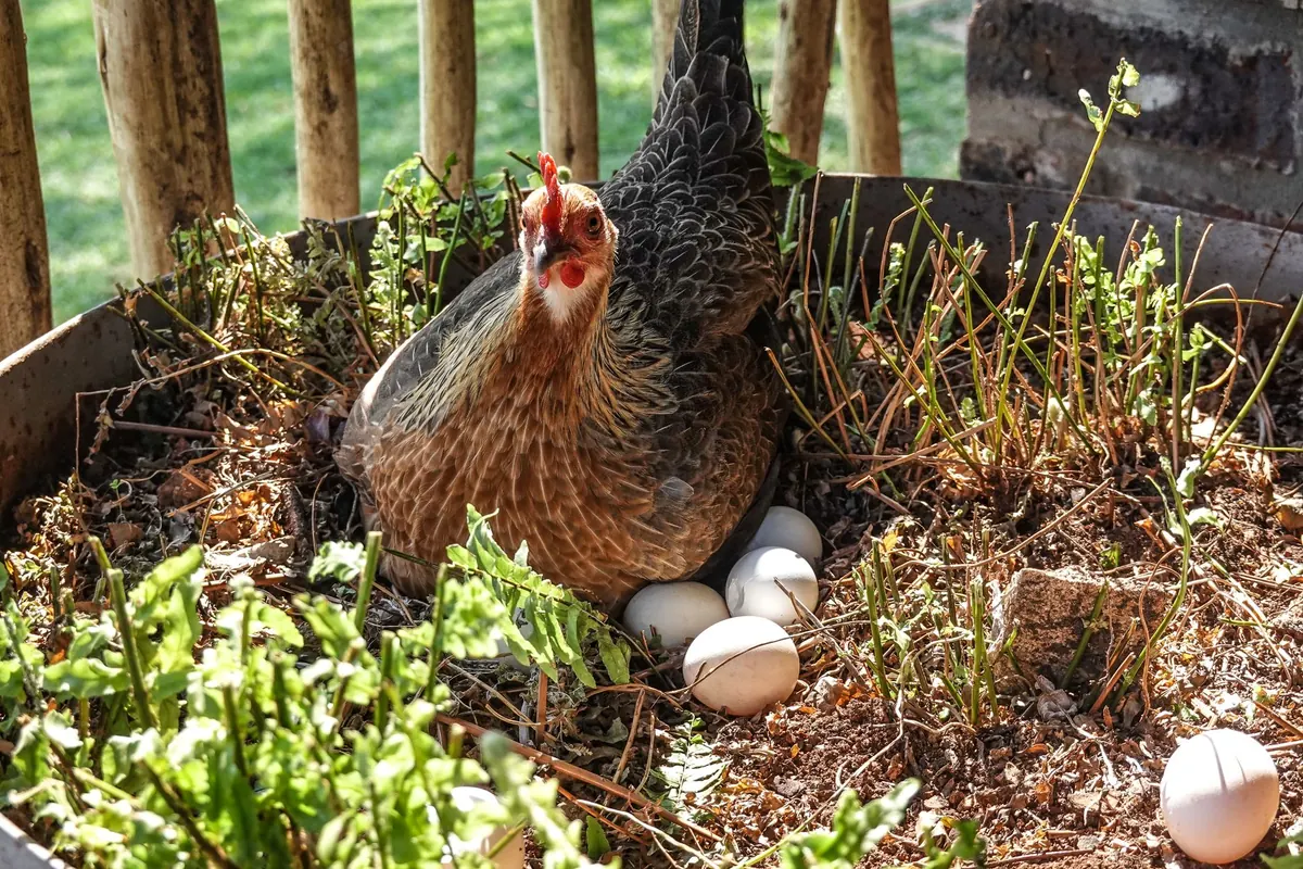 What to Know Before Keeping Chickens in a Suburban Garden
